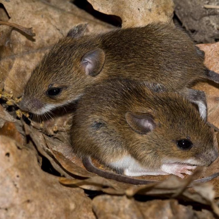 Уничтожения мышей в частном доме в Мариуполе?