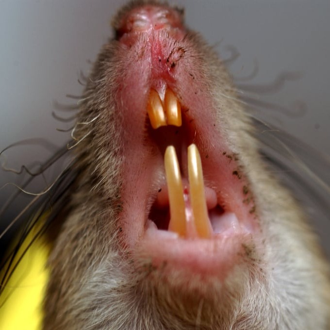 Дератизация крыс в Мариуполе?